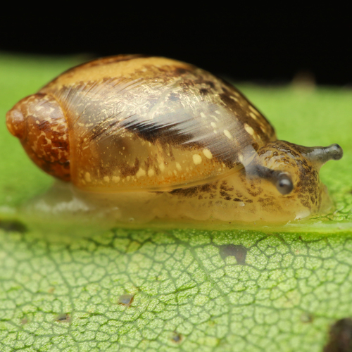Oval Ambersnail