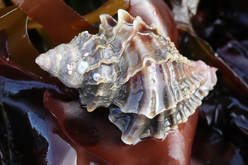 Frilled Dogwinkle