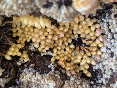 Atlantic Dogwhelk
