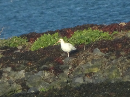 Eurasian Curlew