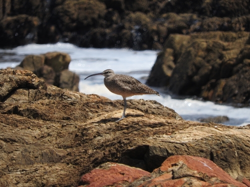 Hudsonian Whimbrel