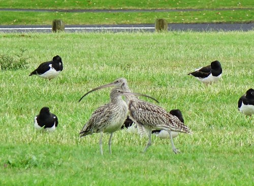 Far Eastern Curlew