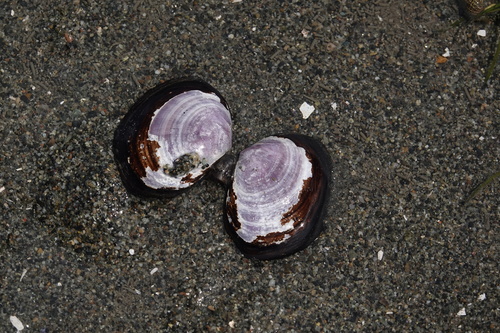 Purple Mahogany Clam