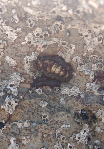 California Spiny Chiton