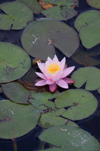 American white waterlily