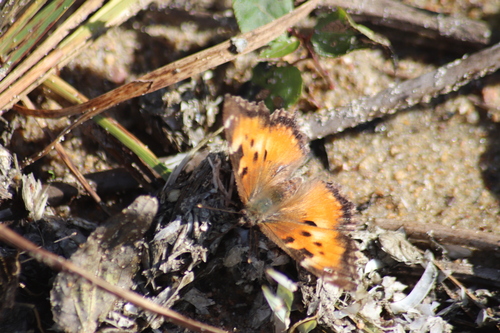 California Tortoiseshell