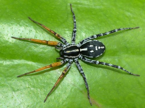 Spotted Ground Swift Spider