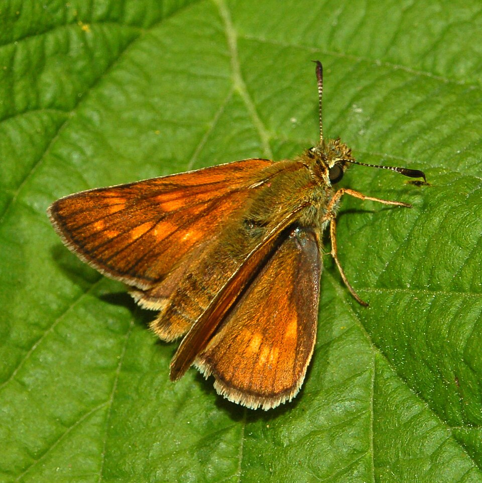 Large Skipper