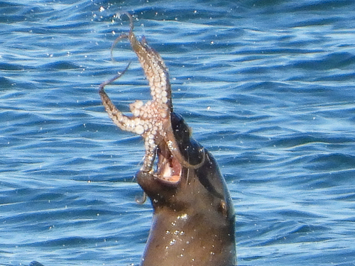 Lesser Two-spot Octopus