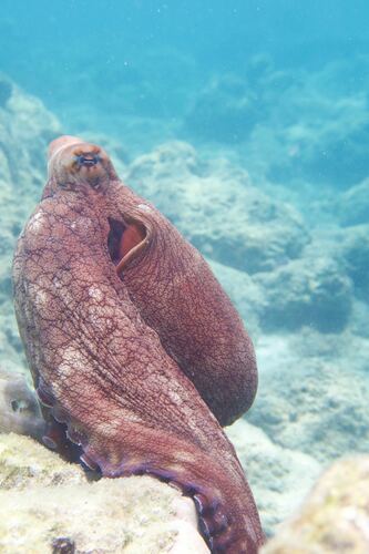 Day Octopus