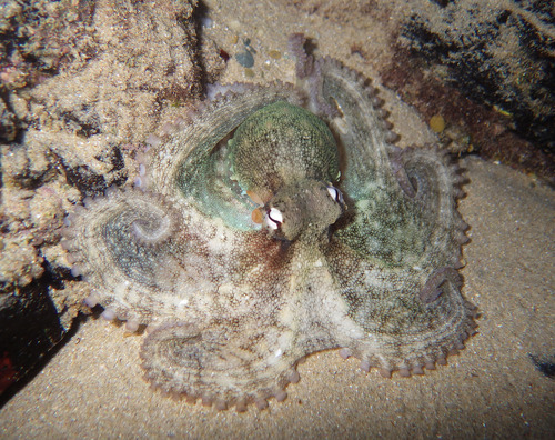 Common Sydney Octopus