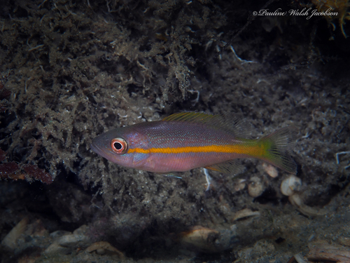 Yellowtail Snapper