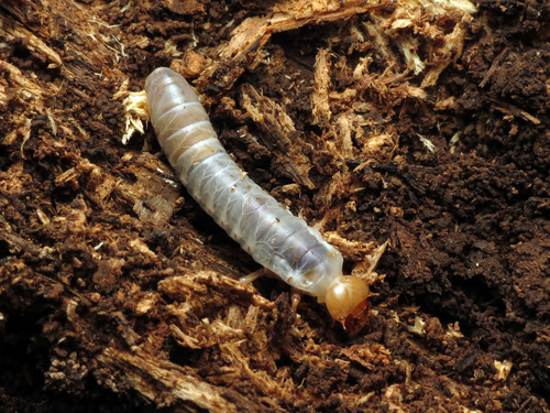 Horned Passalus Beetle