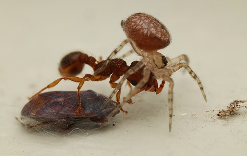 Wall Spider
