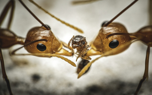 Asian Weaver Ant