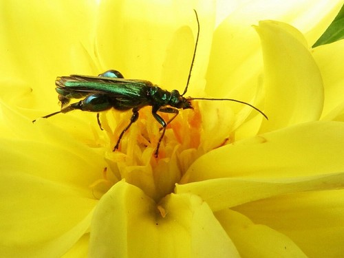 Thick-legged Flower Beetle