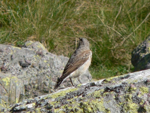 Northern Wheatear