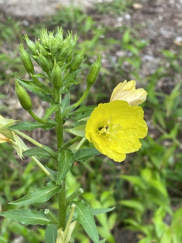 Common evening-primrose