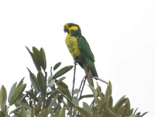 Yellow-eared Parrot