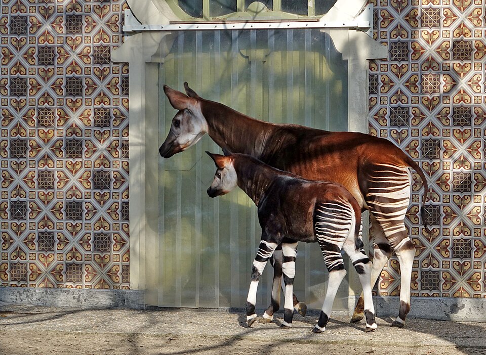 Okapi
