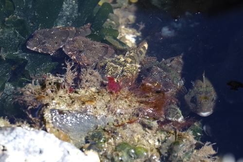 Tidepool Sculpin