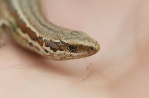 New Zealand Grass Skink