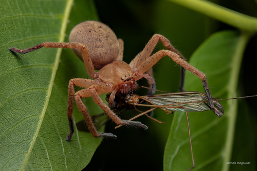Olios argelasius