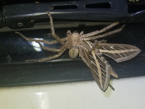 Giant Crab Spider