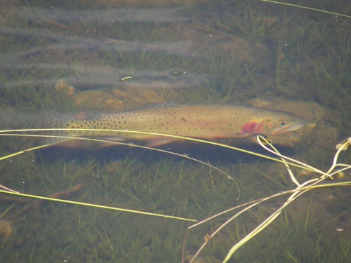 Rocky Mountain Cutthroat Trout