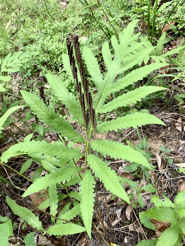 Sensitive fern