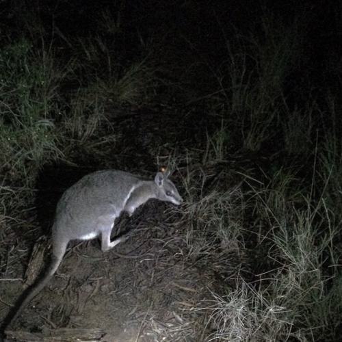 Bridled Nail-tail Wallaby