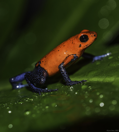 Strawberry Poison Dart Frog