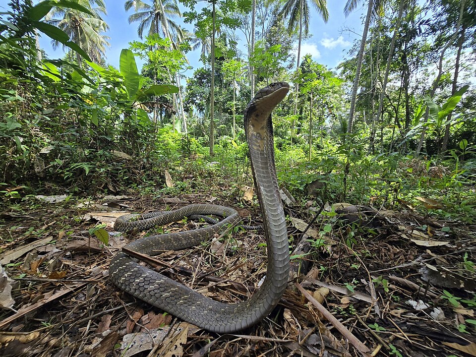 Northern King Cobra
