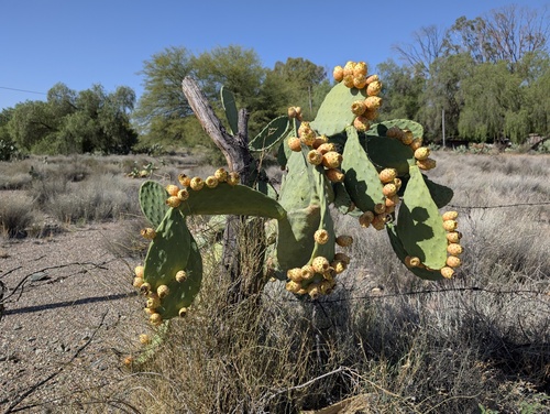 Indian fig opuntia