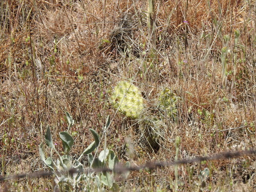 Plains Pricklypear