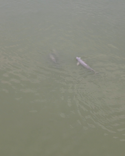 Irrawaddy Dolphin