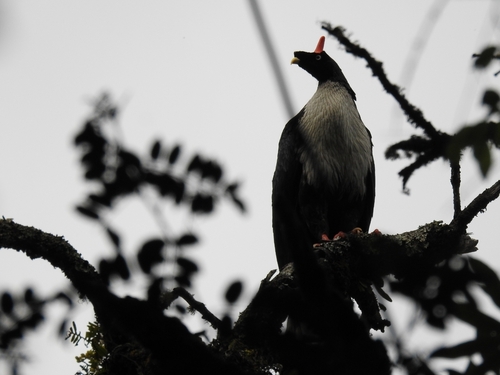 Horned Guan