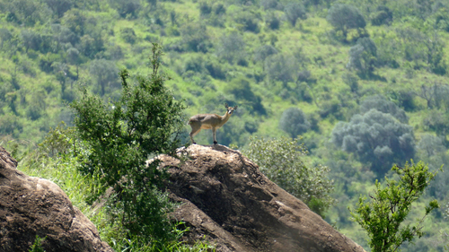 Klipspringer