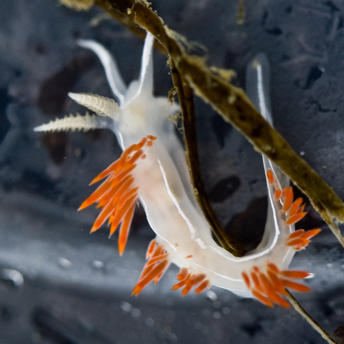 Three-lined Aeolid