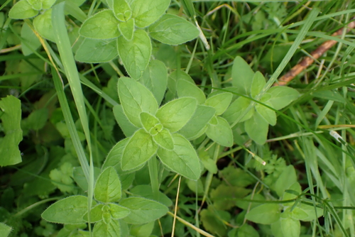 Oregano