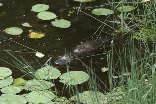Platypus