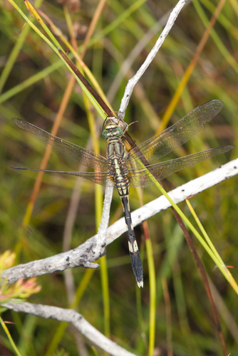 Slender Skimmer