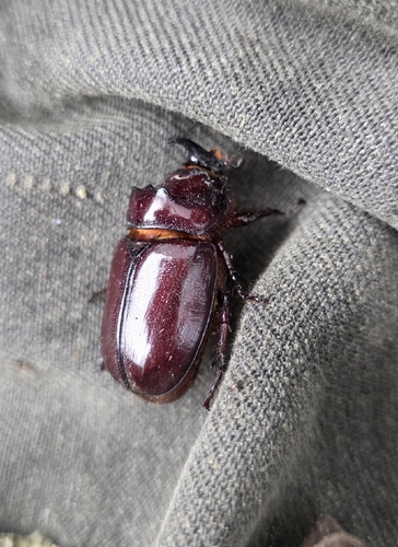 European Rhinoceros Beetle