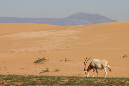Scimitar-horned Oryx