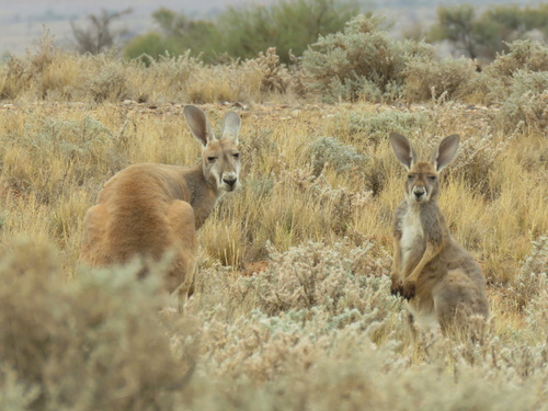 Red Kangaroo