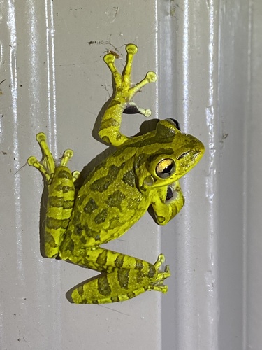 Cuban Tree Frog