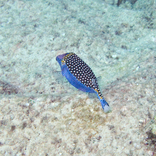 Spotted Boxfish