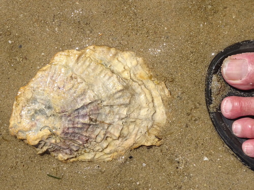 Southern Flat Oyster