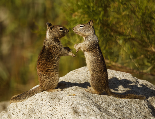 California Ground Squirrel