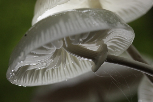 Porcelain mushroom